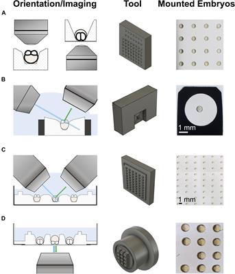 Tools to Image Germplasm Dynamics During Early Zebrafish Development